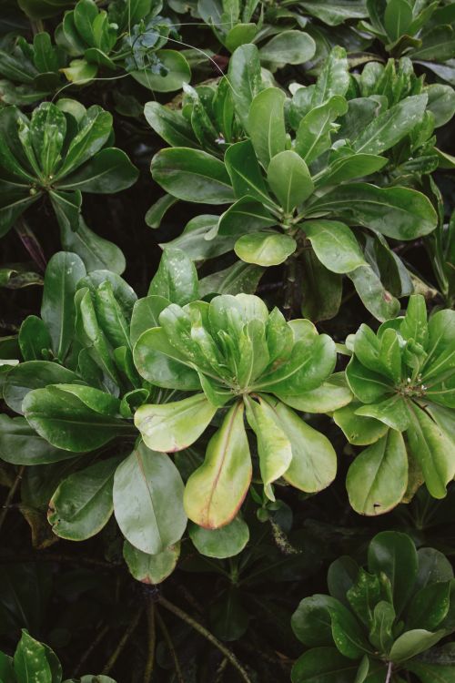Free Vibrant green tropical plants thriving in a Zanzibar garden, showcasing natural beauty and lush foliage. Stock Photo