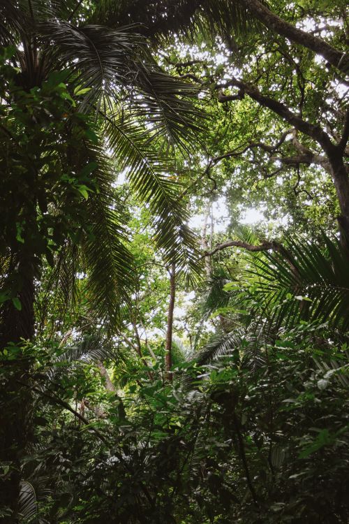 Free View of a dense, vibrant tropical rainforest canopy in Zanzibar, Tanzania, perfect for nature enthusiasts. Stock Photo