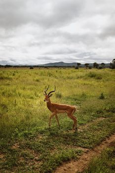 A lone impala stands gracefully in the lush fields of Mikumi, Tanzania under a cloudy sky.