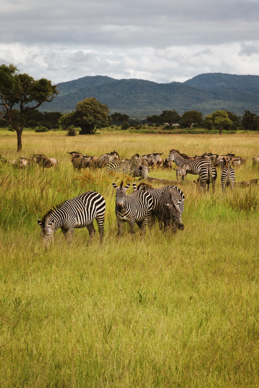 Zebras in Tanzania