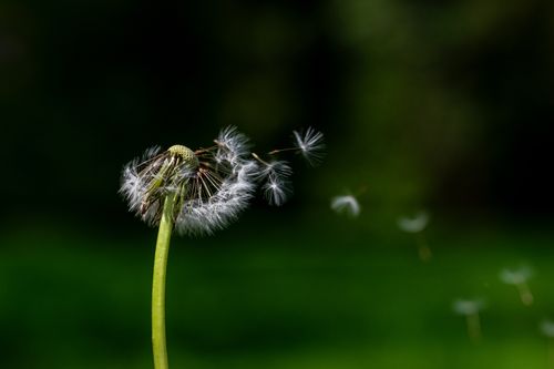 Free Macro shot of a dandelion in a meadow with seeds flying away against a blurred green background. Stock Photo