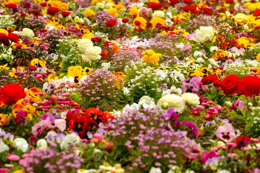A colorful assortment of flowers blooming in a sunlit meadow, showcasing vibrant spring hues.