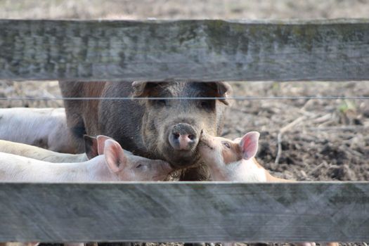 Cute piglets affectionately nuzzling a pig through a farm fence in Ohio.