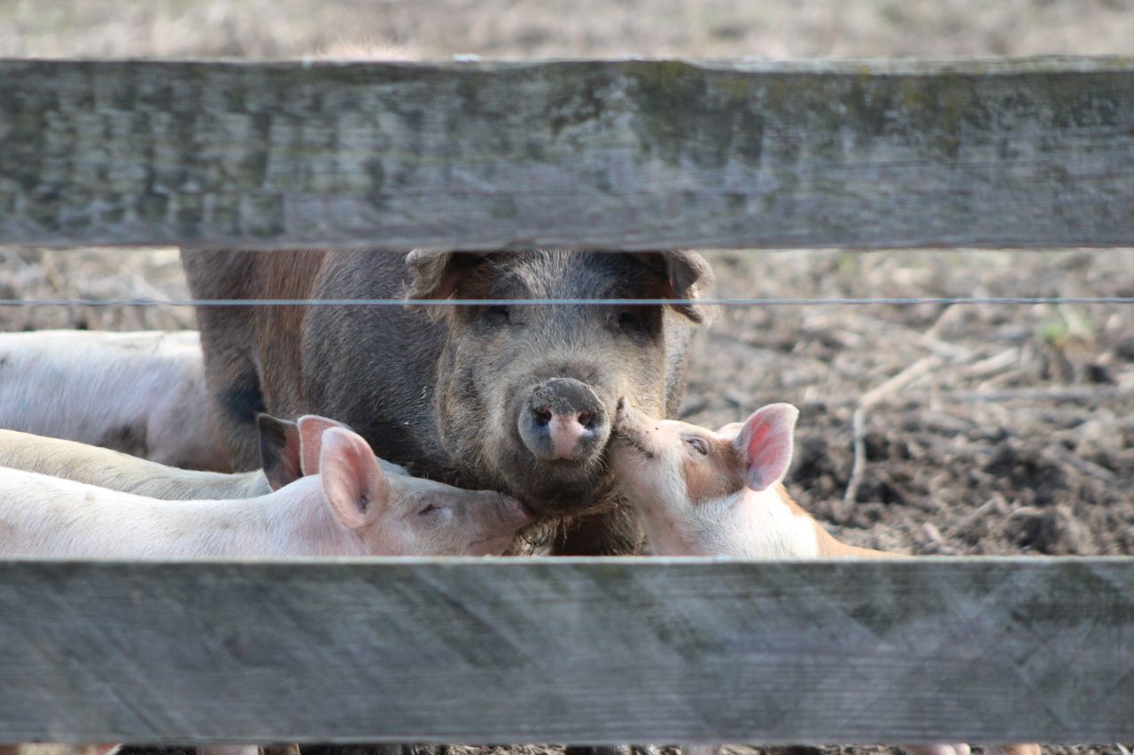 cute piglets affectionately nuzzling a pig through a farm fence in ohi