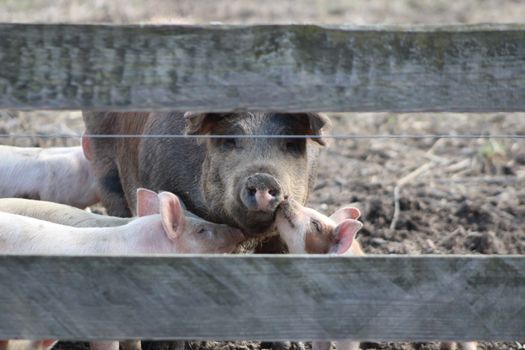 Adorable piglets nuzzling their mother through a wooden fence on an Ohio farm, showcasing love and nature.