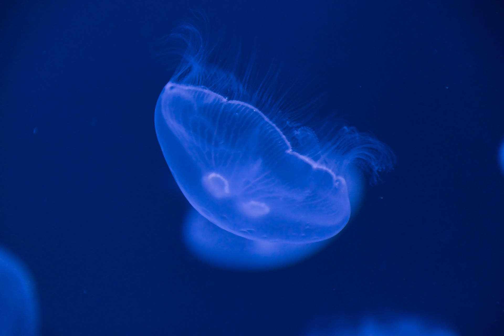 Underwater at Bida Nok