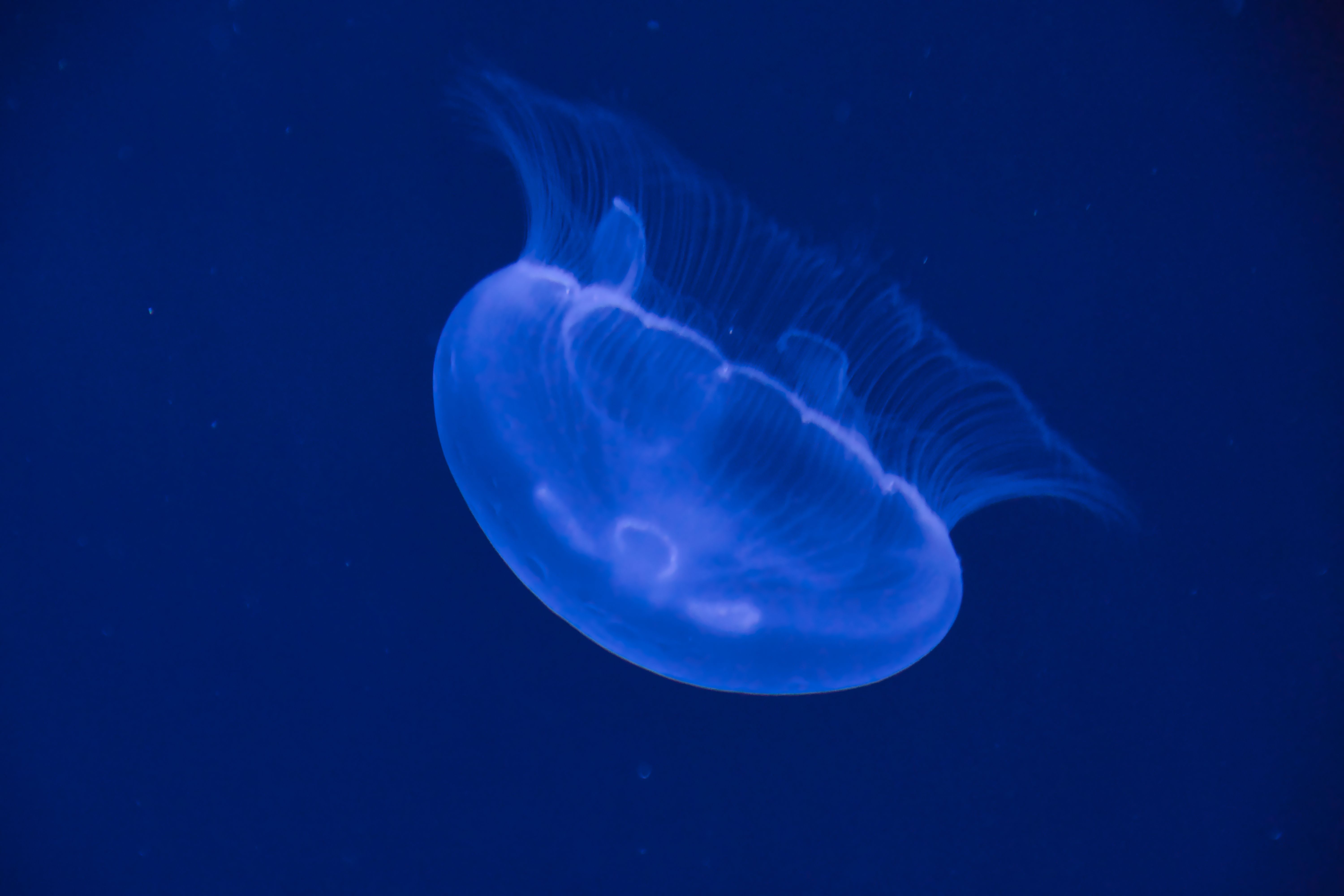 Graceful Moon Jellyfish in Deep Blue Waters · Free Stock Photo