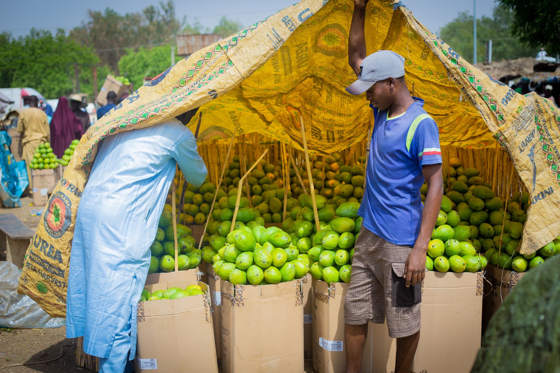Vibrant outdoor mango market with vendors in Kano, Nigeria.