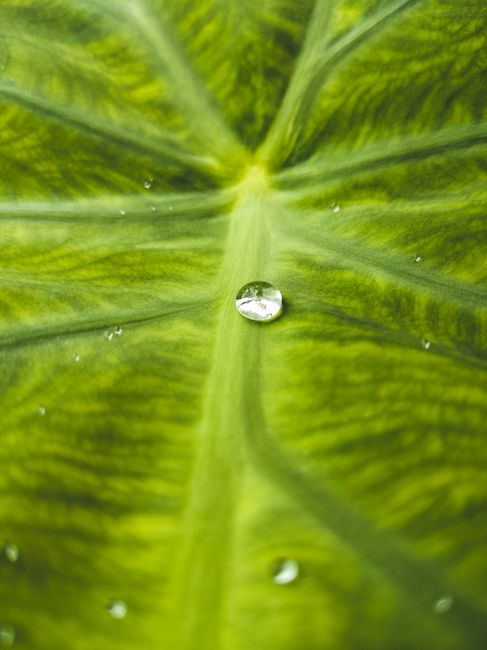 Detailed macro shot highlighting a water droplet on a vibrant green leaf, showcasing nature's beauty.