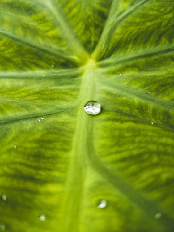 Gota De Agua Sobre Hoja Verde