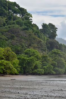 Serene view of Punta Uva's lush jungle meeting the beach in Costa Rica.