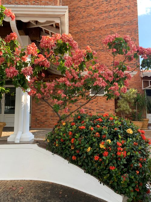 Free Beautiful bougainvillea flowers in full bloom against a classic brick facade. Perfect for nature and architecture themes. Stock Photo