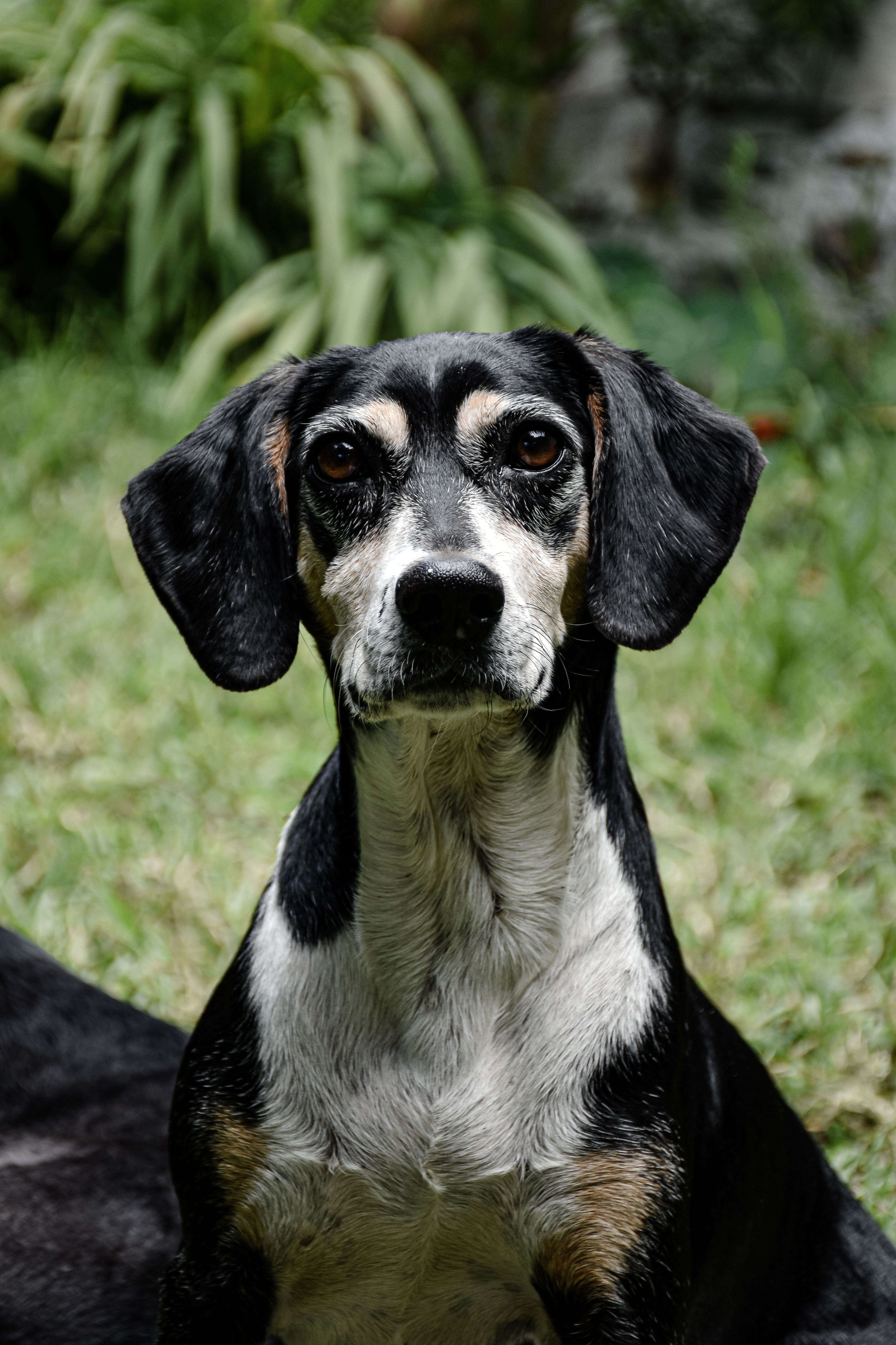 Portrait of a Black and White Dog Outdoors · Free Stock Photo
