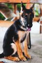 一只可爱的德国牧羊犬幼犬坐在户外，吐着舌头，显得十分忠诚