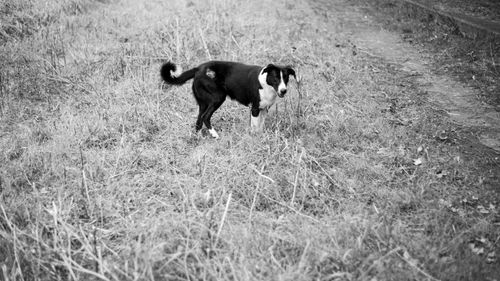 Free A black and white dog stands in an open grassy field. Stock Photo