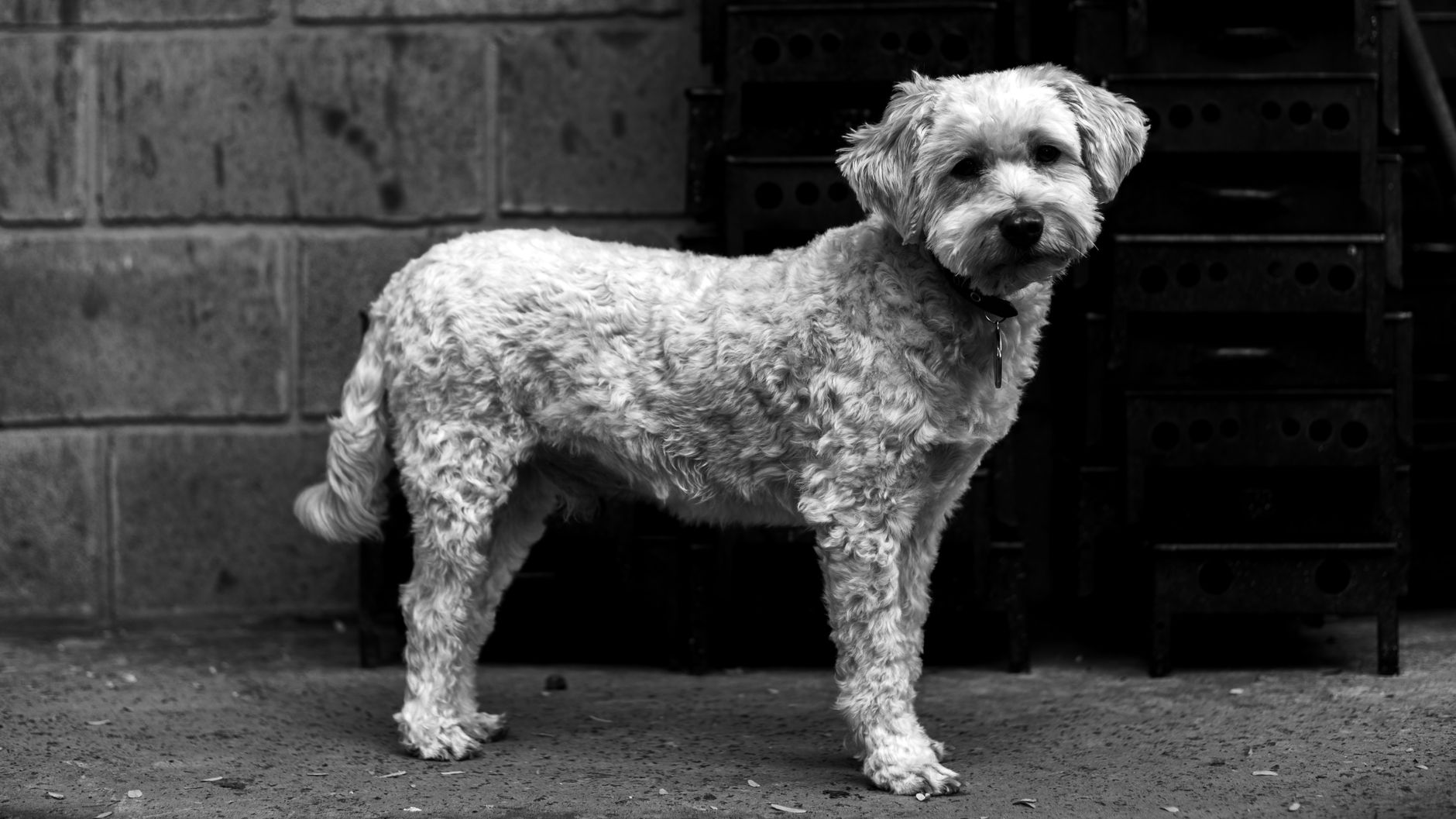 Portrait of a dog at a veterinary clinic