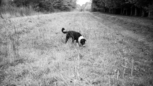 Free A black and white image showing a dog exploring a grassy path in Uribelarrea, Argentina. Stock Photo