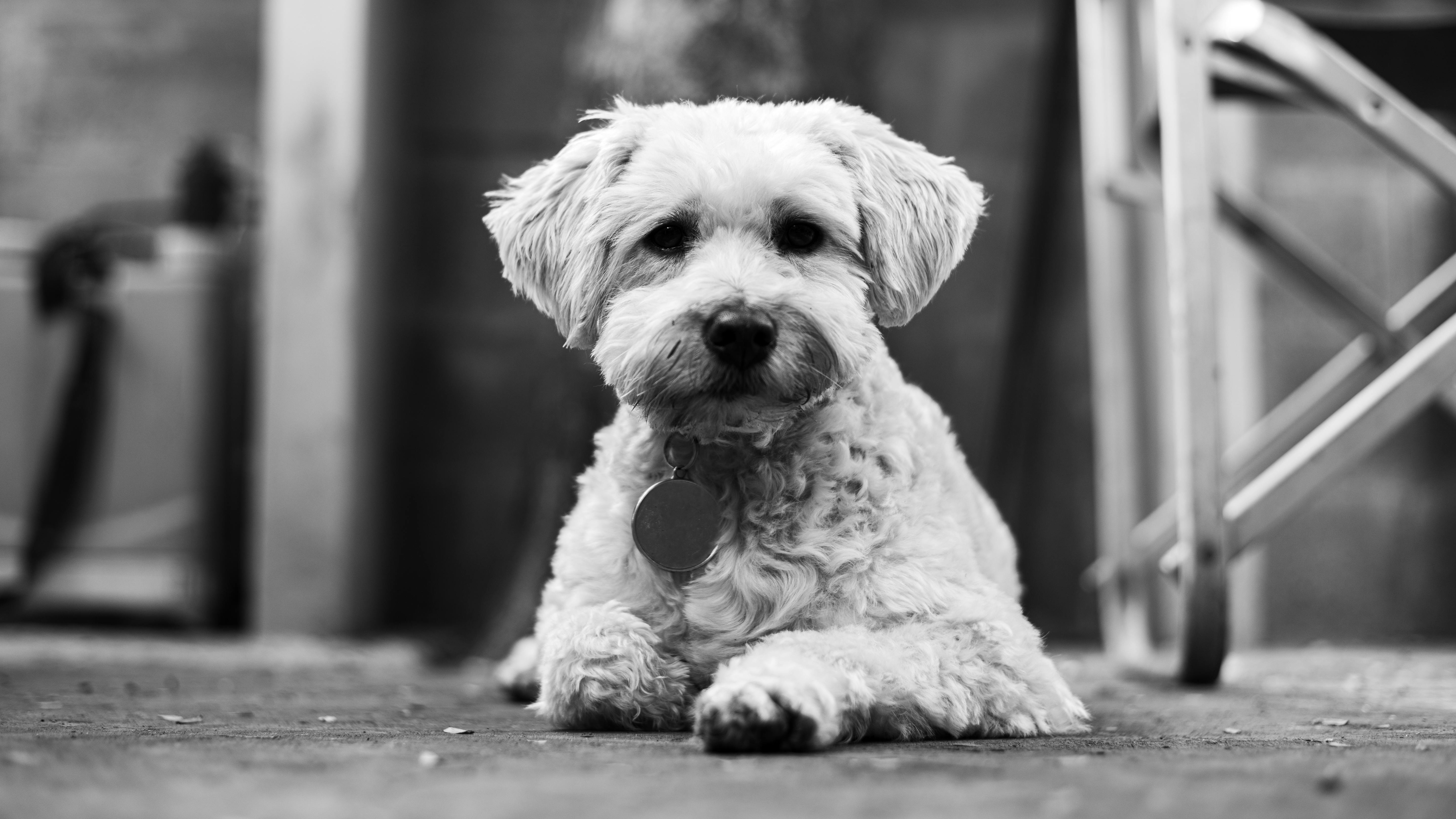 pet insurance pet finance and insurance — Photo by Alex Dos Santos on Pexels