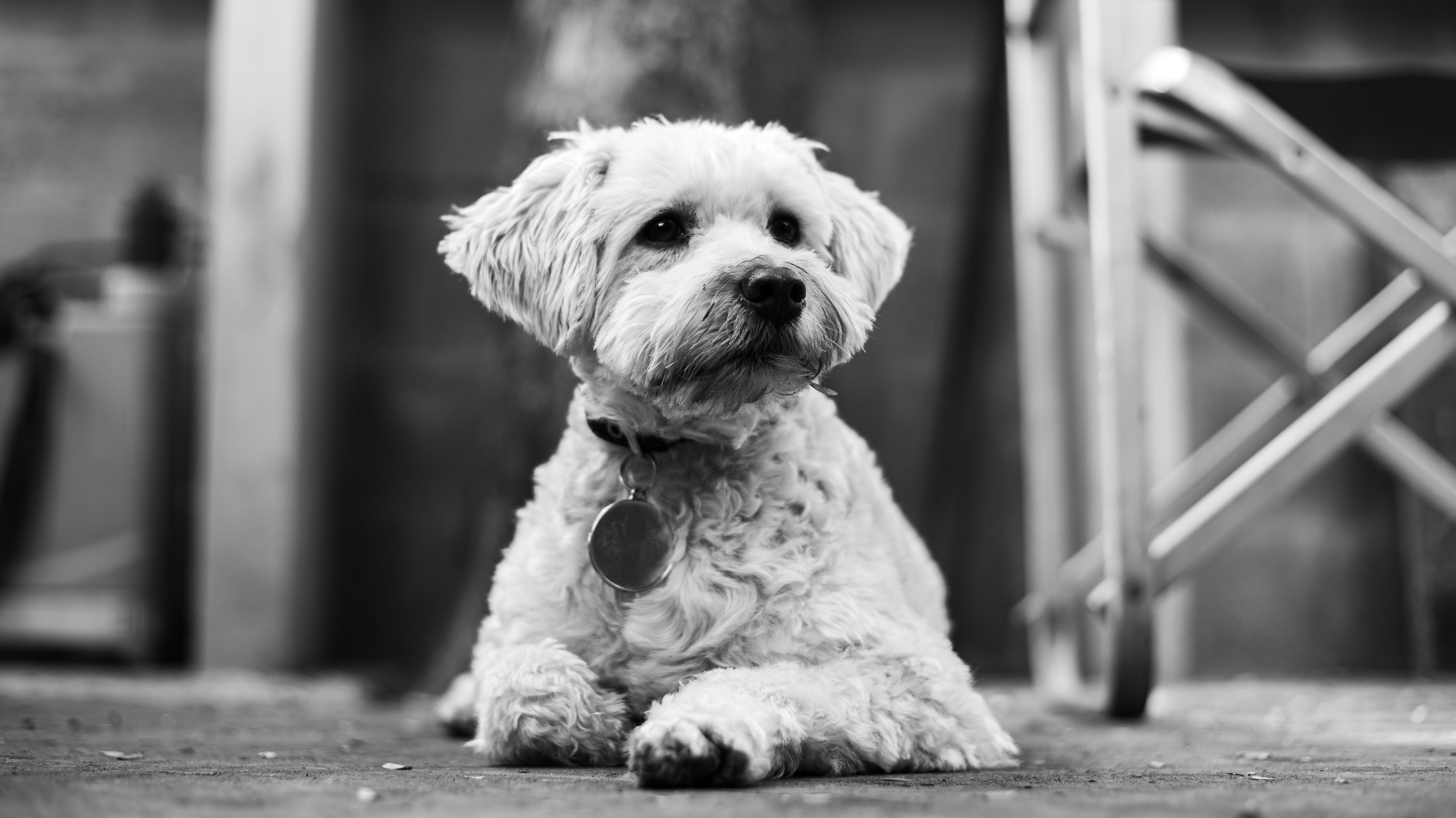 Veterinary care for a dog