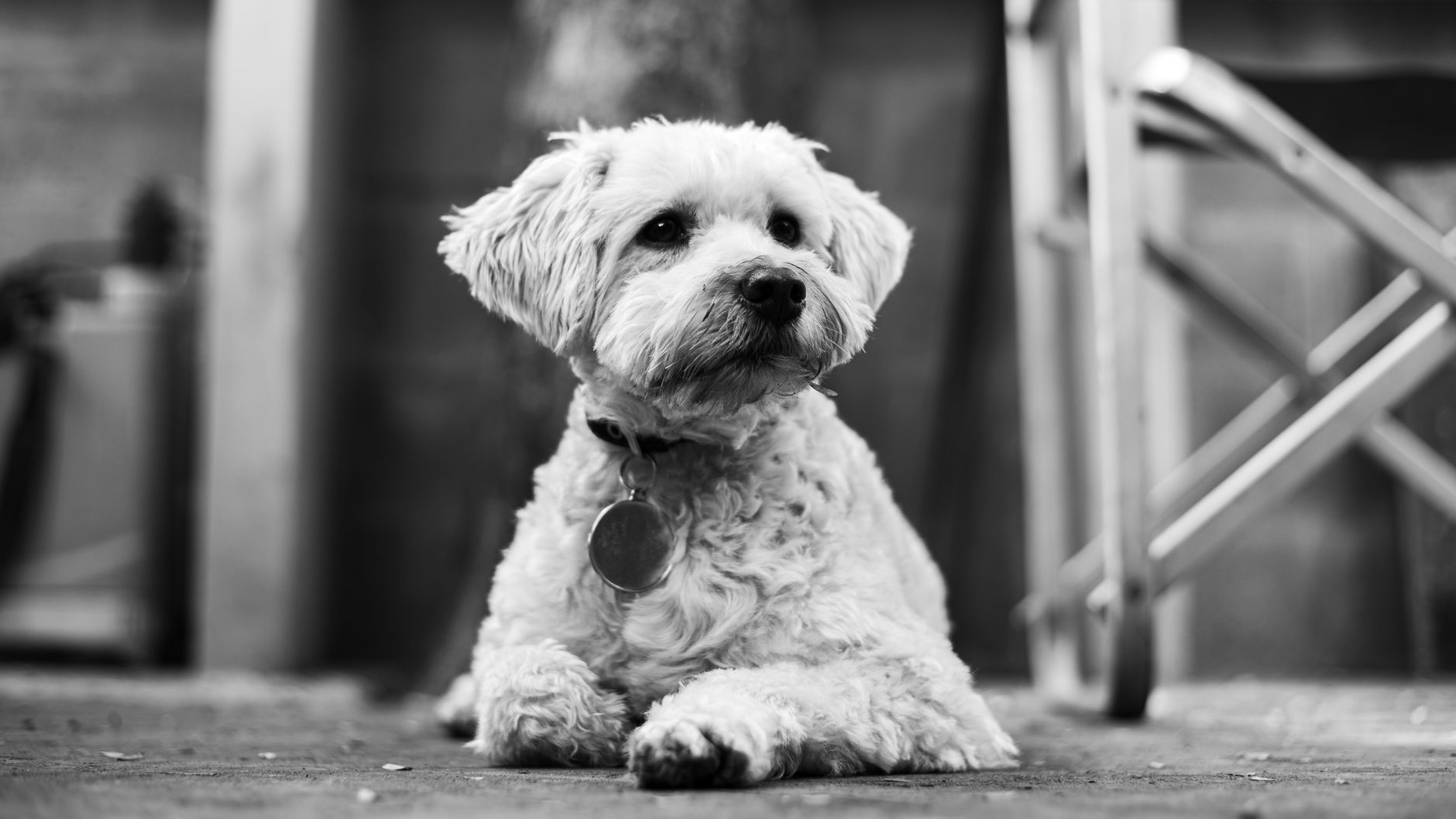 Veterinary care for a dog