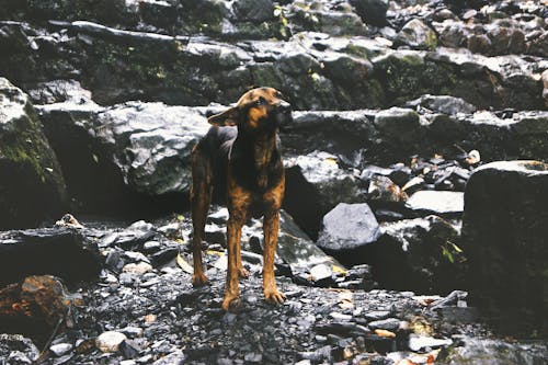 Kostenloses Stock Foto zu frei, hund, natur