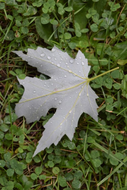 Sample Withe Leaf White Leaft Pic Photos, Download The BEST Free White Leaft Pic Stock ...