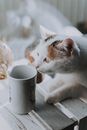 可爱的猫在室内的木桌上调查咖啡杯