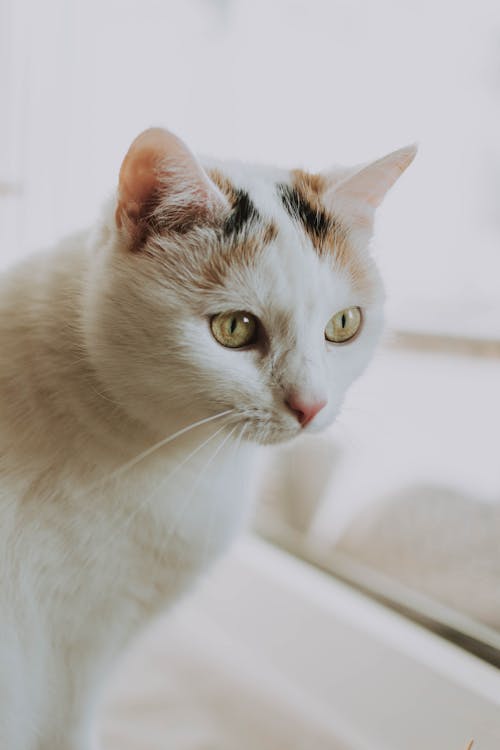白と茶色の猫のポートレート写真