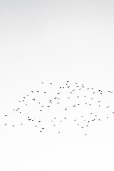 Flock of birds flying in a minimalist white sky, capturing nature's serene beauty.