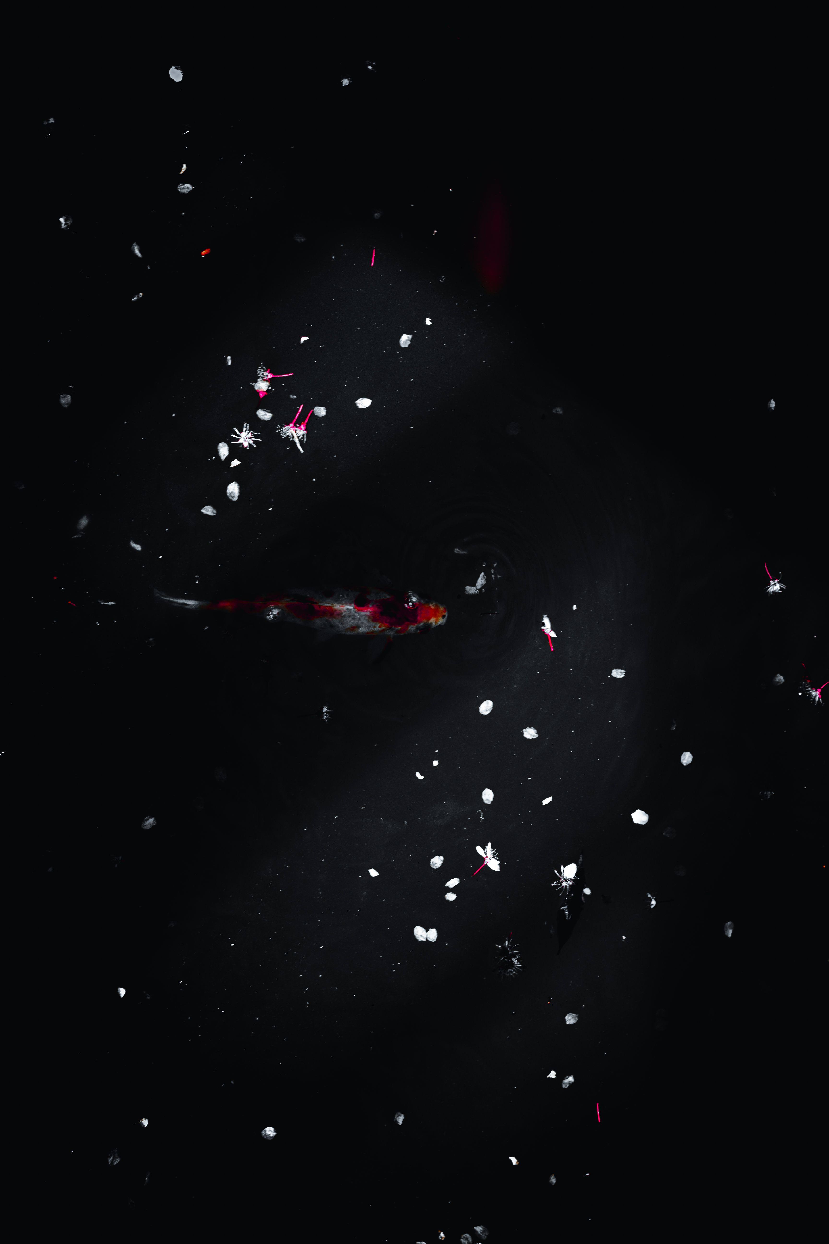 Elegant koi fish in dark pond surrounded by scattered petals, creating a serene scene.. pexels, elegant, fish