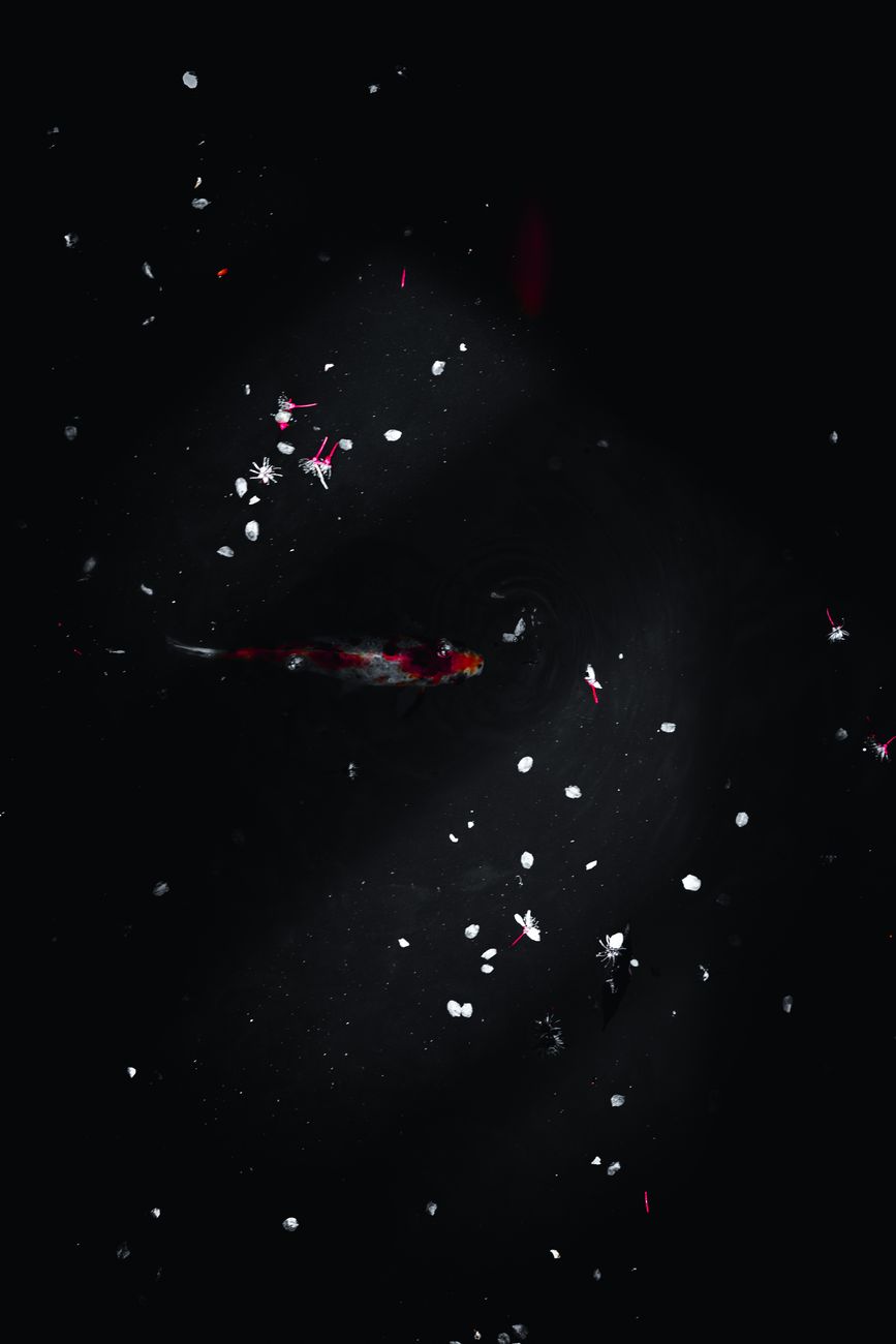 Elegant koi fish in dark pond surrounded by scattered petals, creating a serene scene.. pexels, elegant, fish