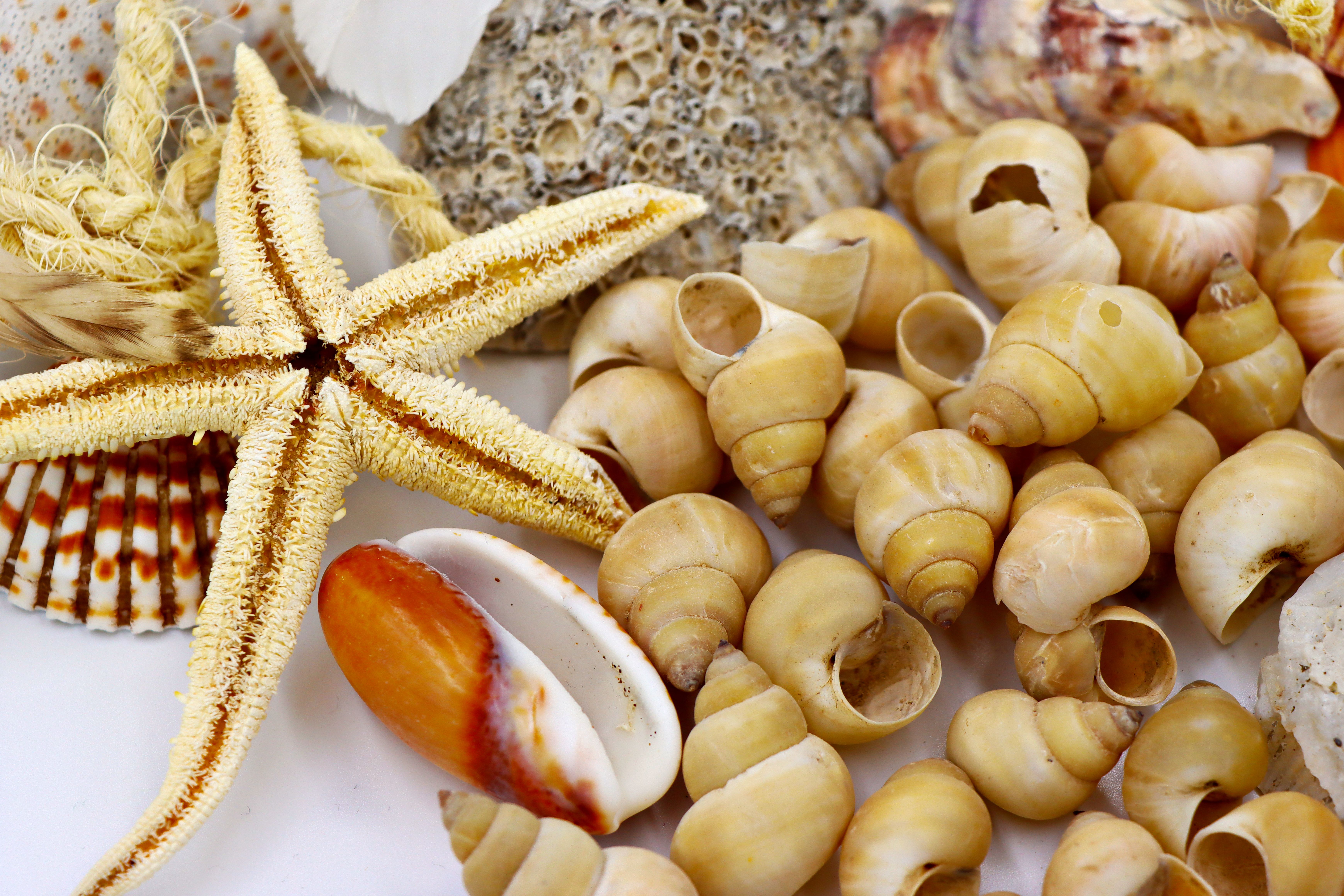What Is Conch Seafood? - Chef's Resource