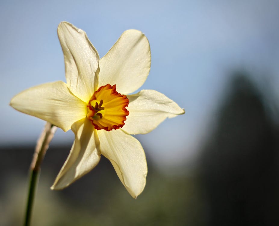 Did Narcissus’ Clan Know Christian Grace? Discover the Unexpected Truth Did Narcissus’ Clan Know Christian Grace? Discover the Unexpected Truth