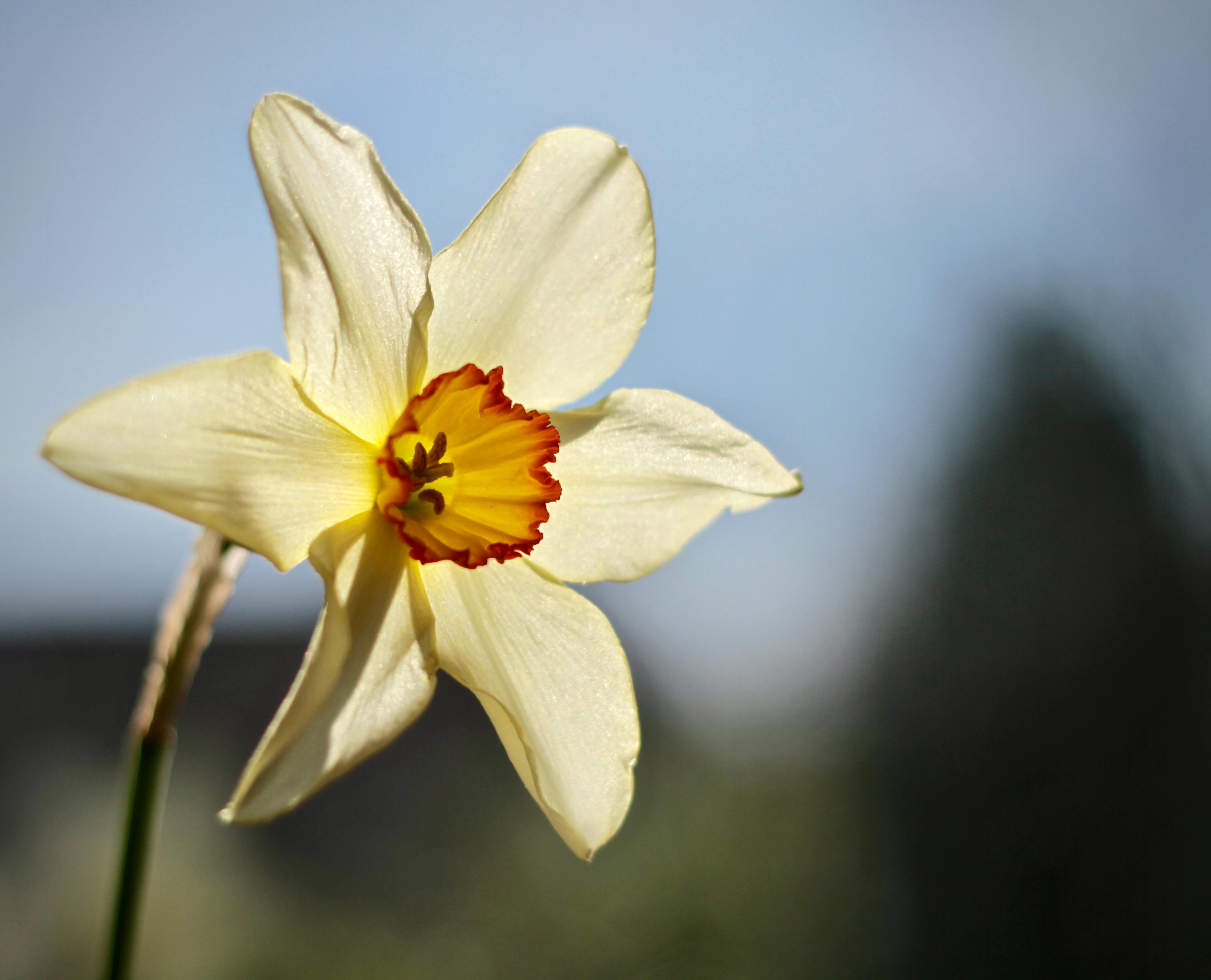 Free stock photo of flower, garden, narcissus