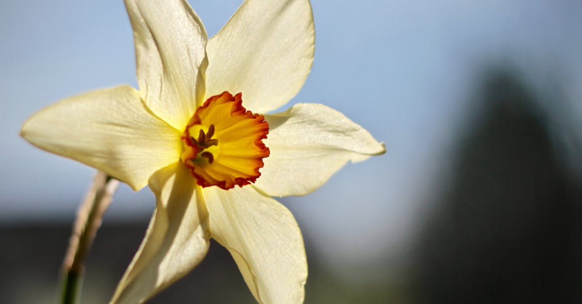Free stock photo of flower, garden, narcissus