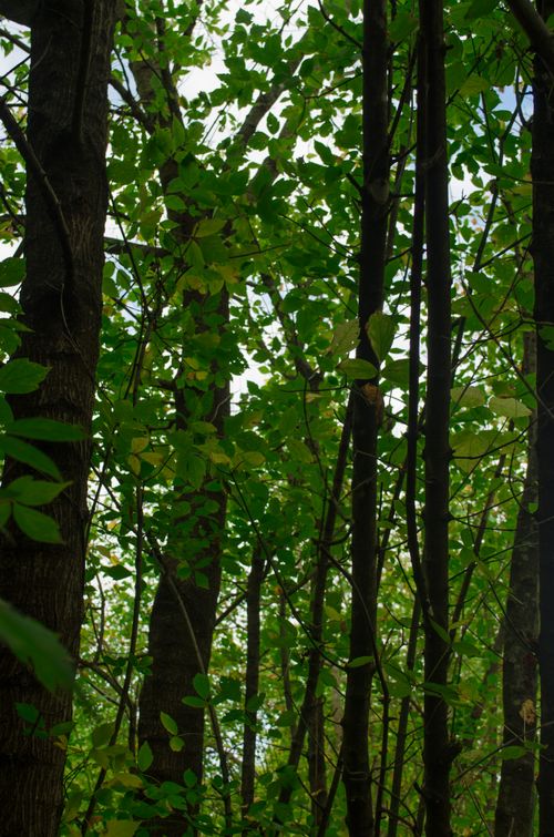 Free Dense green forest with sunlight filtering through leaves, capturing the essence of spring. Stock Photo