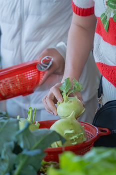 Kohlrabi