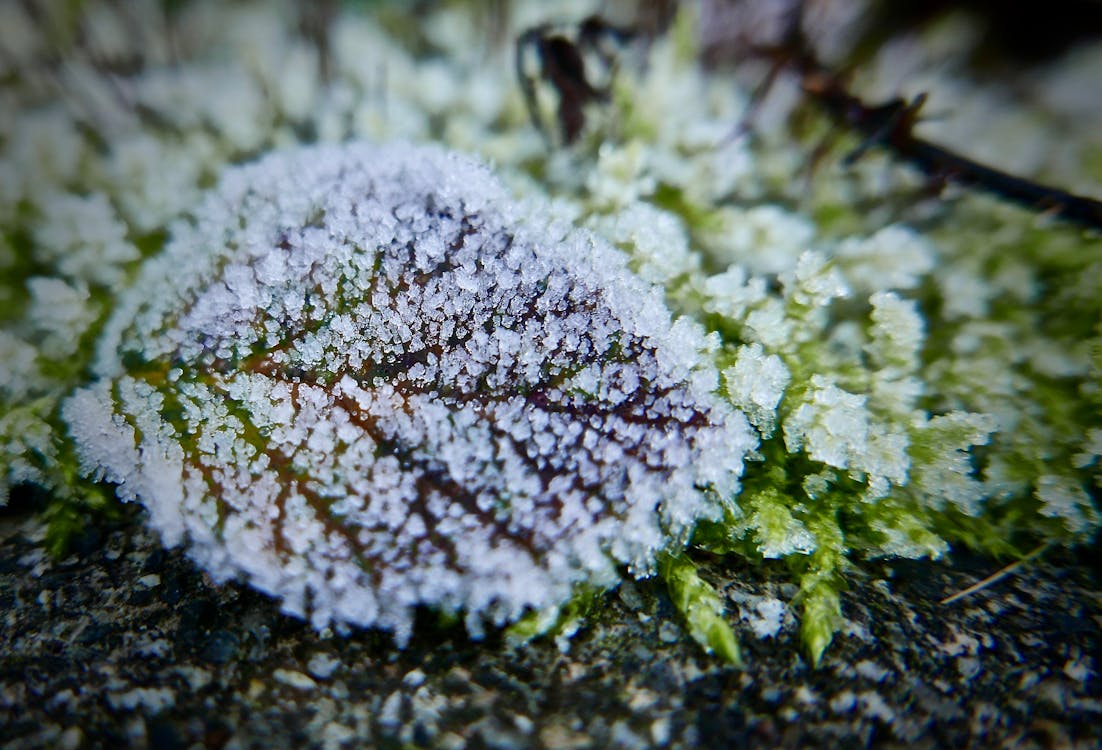 Free Frost Leaf Stock Photo