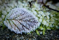 特写镜头中，绿色苔藓上覆盖着霜冻的叶子，展现出冬季的自然美景