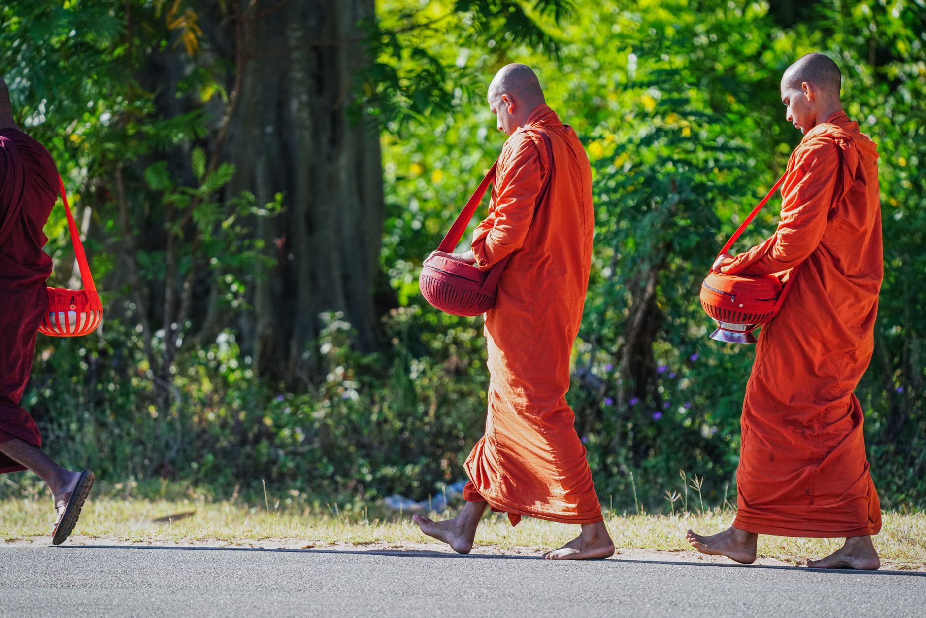 Buddhist monks in vibrant orange robes walk in a line outdoors, symbolizing meditation and spirituality.