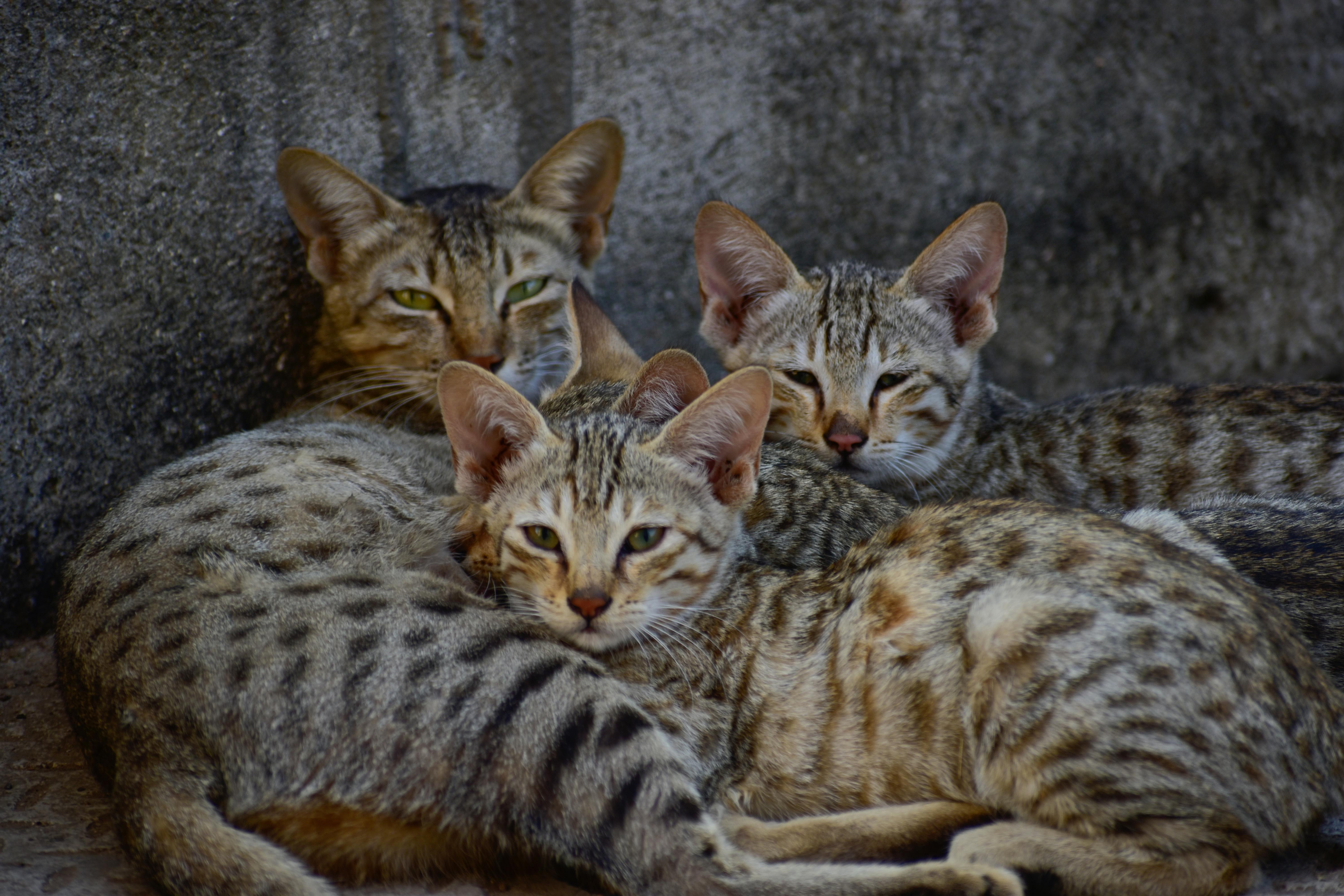 A family of Arabian Mau cats snuggled together showcasing their unique spot patterns.