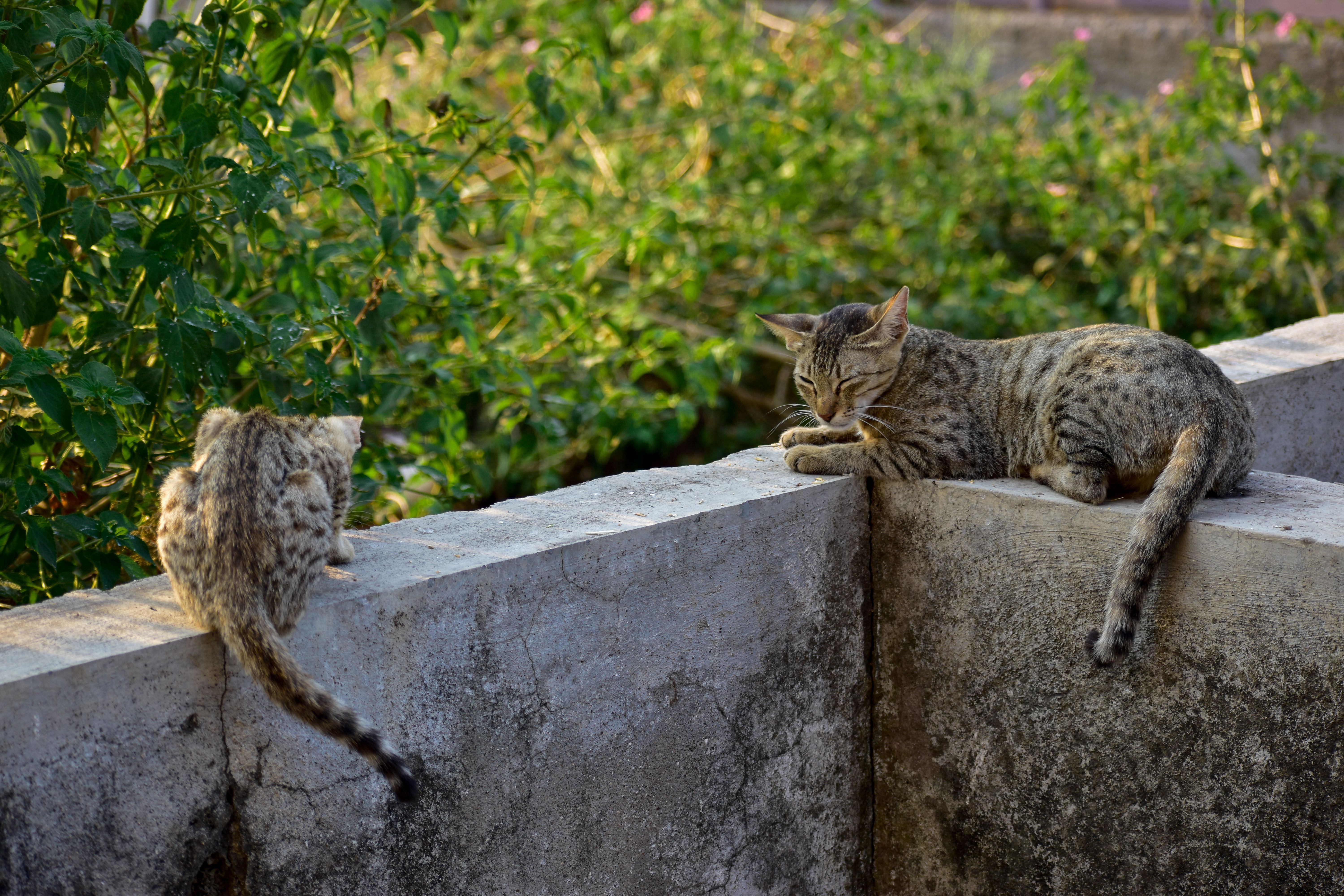 A cat undergoing diagnostic blood testing at a veterinary clinic