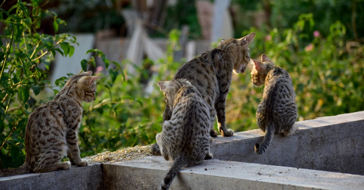cats