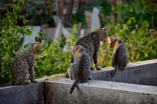Four cats sit together on a stone wall in a sunny garden setting.