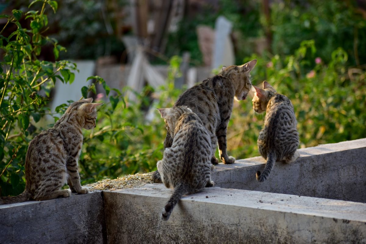Quatre chats sont assis ensemble sur un mur en pierre dans un jardin ensoleillé.
