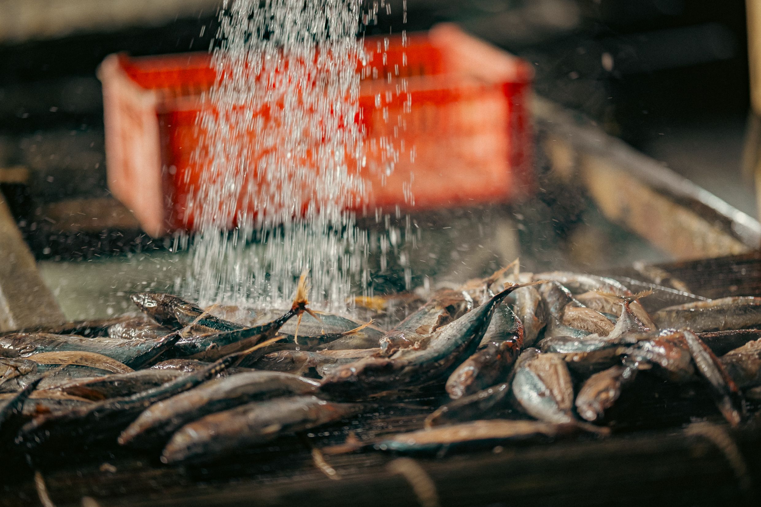 Fresh Fish Being Washed at a Market · Free Stock Photo