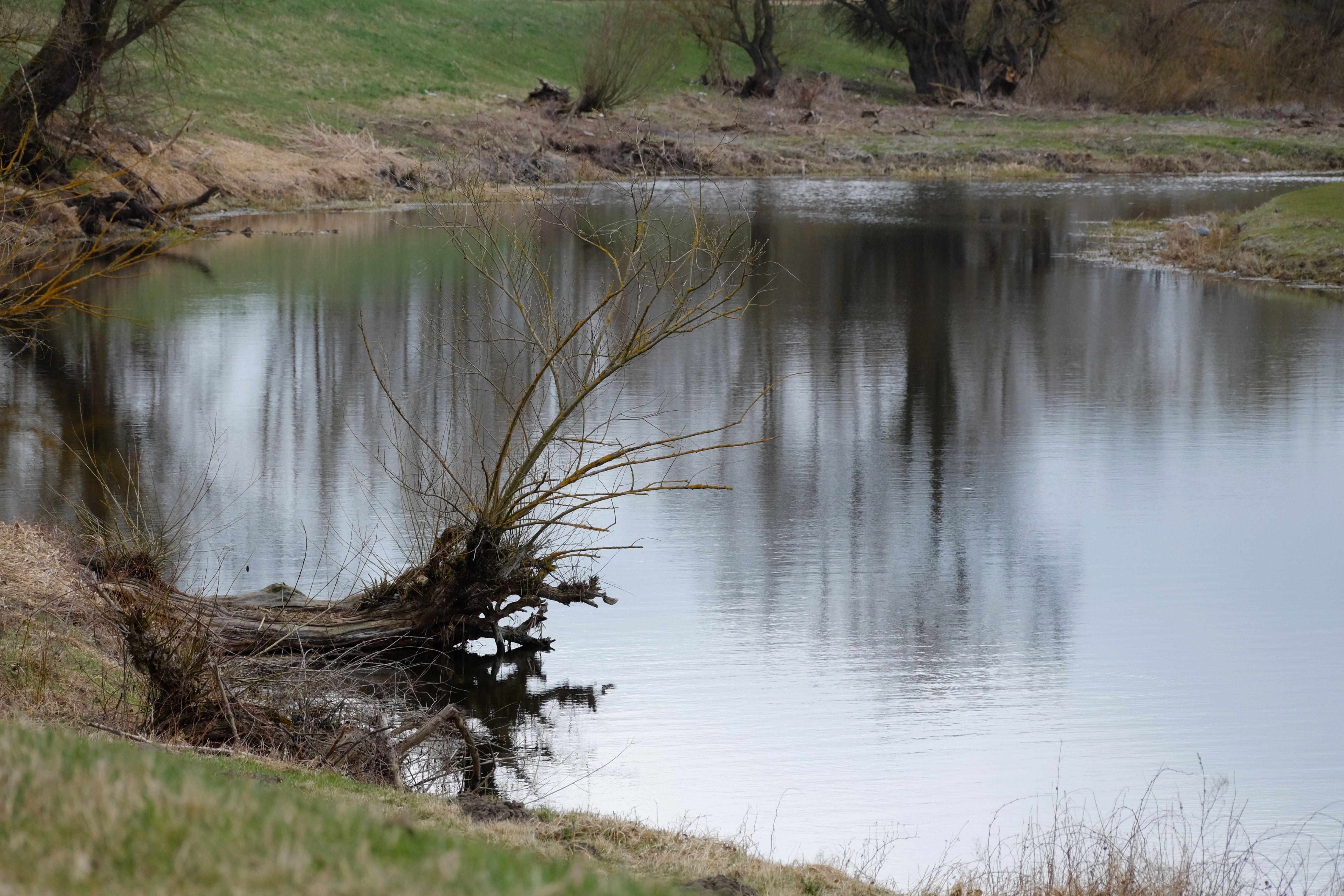 Serene Landscape with Reflective Pond and Bare Trees · Free Stock Photo