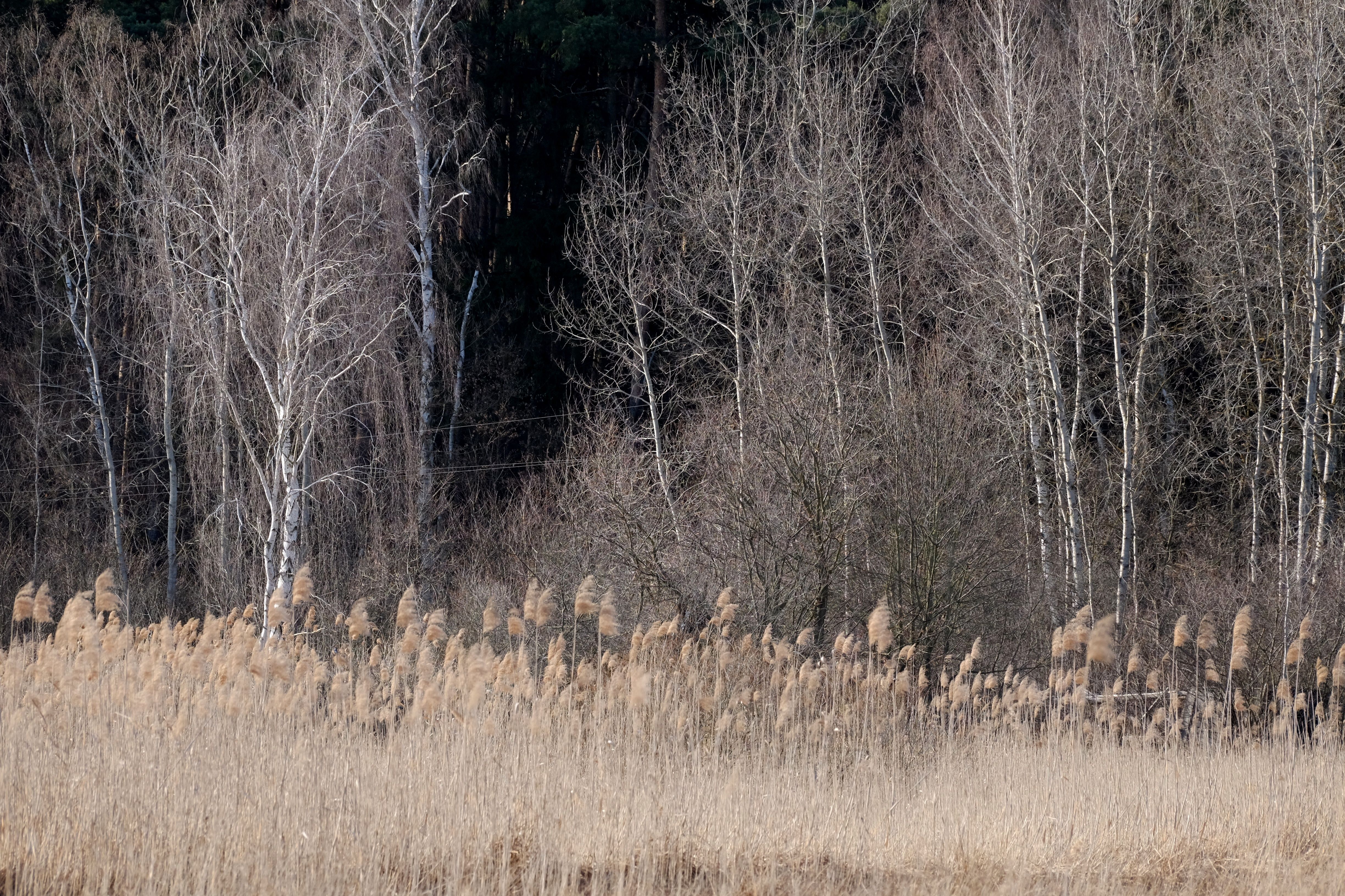 Serene Winter Landscape with Bare Trees and Reeds · Free Stock Photo
