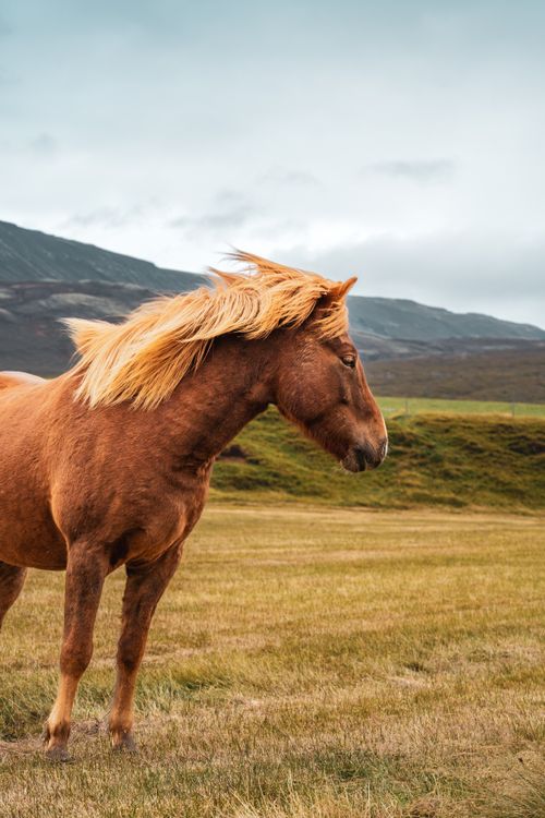 Free Beautiful chestnut horse in Islandia's wide, grassy landscape with mountains in the background. Stock Photo
