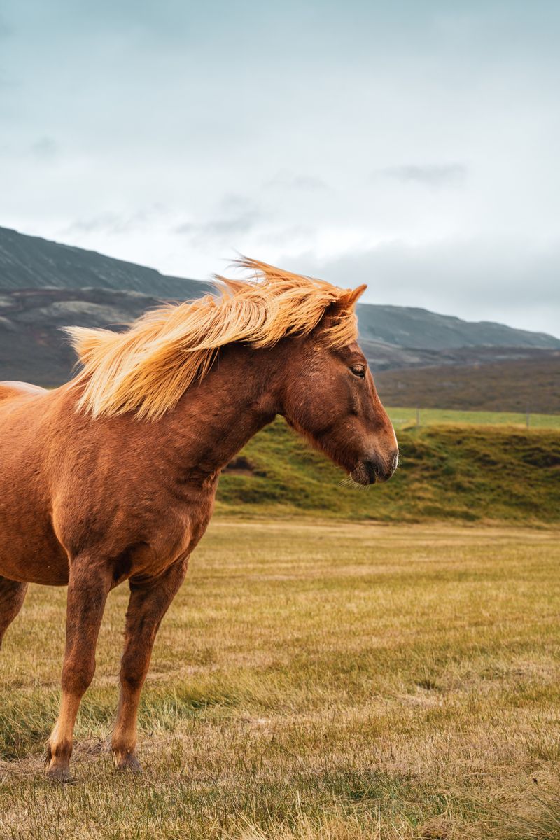 Majestic Brown Horse in a Scenic Pasture · Free Stock Photo